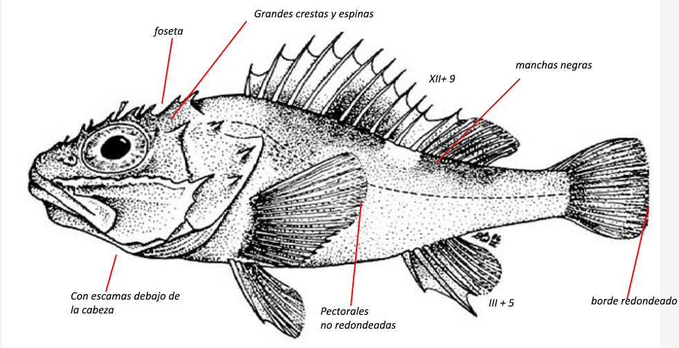 Trachyscorpia cristulata_0i.jpg